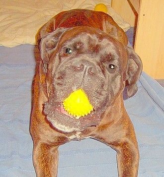 Boxer Hunde Foto 41401 in höherer Auflösung ansehen Boxer Balou
