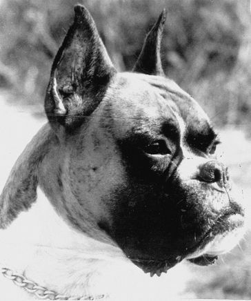 Boxer Balu