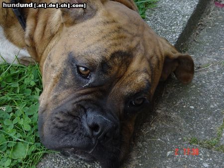 Boxer Bubba