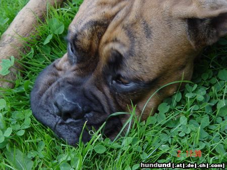 Boxer Bubba