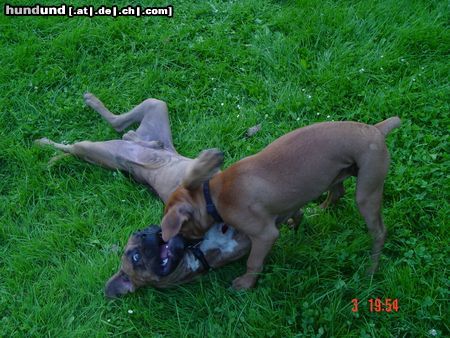 Boxer Hunde Foto 16609 Boxer Bubba und Gina