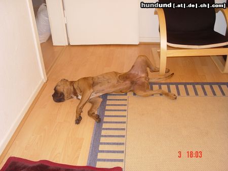 Boxer Hunde Foto 16610 Boxer Bubba und Gina