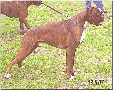 Boxer Hunde Foto 38356 Boxer ElChico v. Bernardy