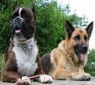 Boxer Hunde Foto 24717 Boxer Boxer Fargo von Reichersberg mit Biene von edlach
