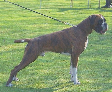 Boxer Hunde Foto 37643 Boxer Big Boy