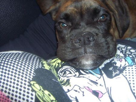 Boxer Inka vom Oberbeckser Forst