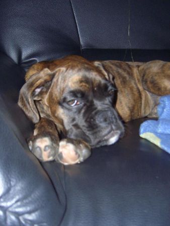 Boxer Inka vom Oberbeckser Forst