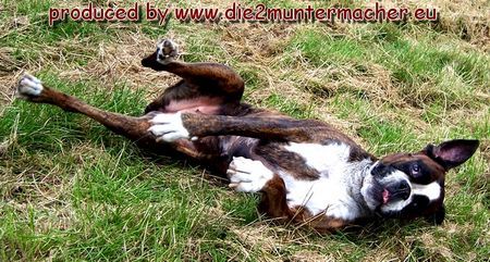 Boxer Hunde Foto 38859 in höherer Auflösung ansehen Boxer