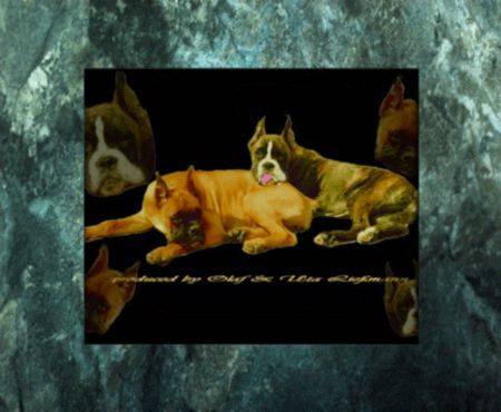 Boxer Hunde Foto 31840 Boxer Geschwisterliebe