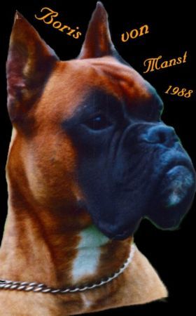 Boxer Hunde Foto 29042 in höherer Auflösung ansehen Boxer Boris