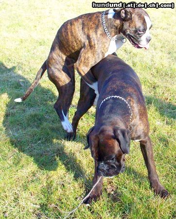 Boxer Boxerhündin Ayla beim Rollentausch