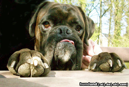 Boxer Boxerjungrüde beim Blick über Parkbank