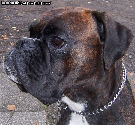 Boxer Boxerkopfbild