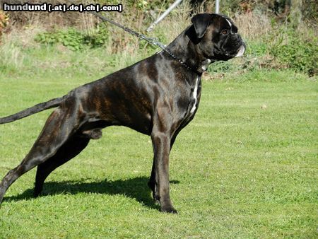 Boxer Dexter vom Fuchsort