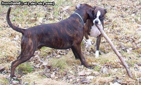Boxer Hunde Foto 46780 Boxer Ayla und Amigo