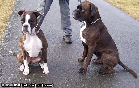 Boxer Boxerpärchen Aila und Amigo am 19.2.2012