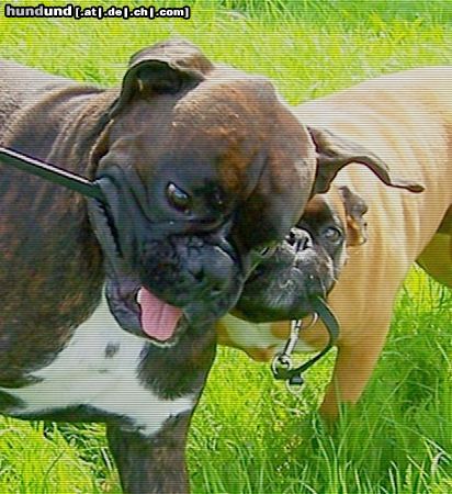 Boxer Hunde Foto 46563 in höherer Auflösung ansehen Boxer Boxer beim Spielen mit ihrer Leine