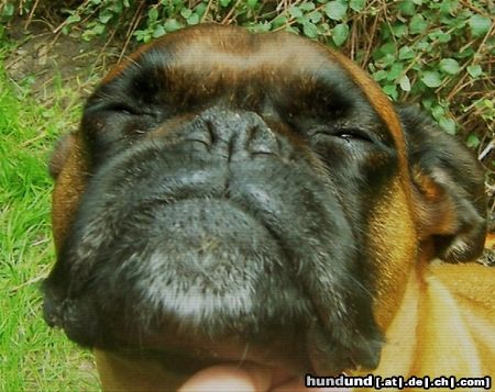 Boxer Hunde Foto 46562 in höherer Auflösung ansehen Boxer Boxerhündin genießt ihre Streicheleien