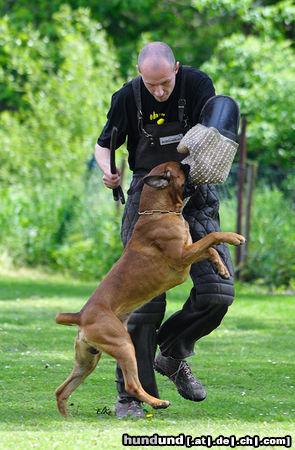 Boxer Dago vom Henkersteg  Mai 12 ZTP