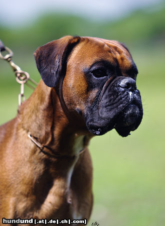 Boxer Hunde Foto 46858 in höherer Auflösung ansehen Boxer Dago vom Henkersteg