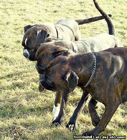 Boxer Hunde Foto 46764 in höherer Auflösung ansehen Boxer Boxergespann
