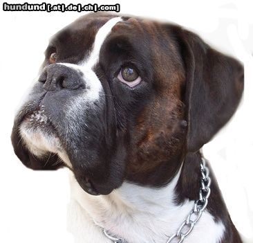 Boxer Hunde Foto 46883 in höherer Auflösung ansehen Boxer Filos