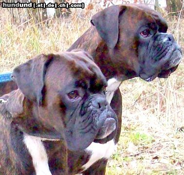 Boxer 2 Boxerrüden beim Spielen