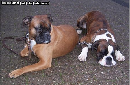 Boxer Hunde Foto 46716 in höherer Auflösung ansehen Boxer ohne Worte