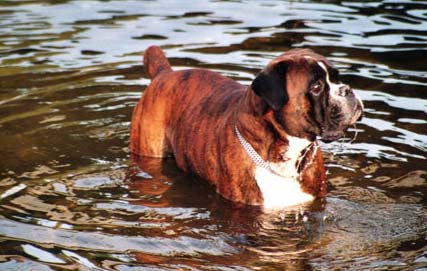 Boxer Hunde Foto 11 Boxer