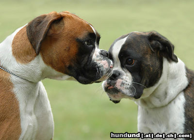 Boxer Hunde Foto 24565 in höherer Auflösung ansehen Boxer Boxerwelpe