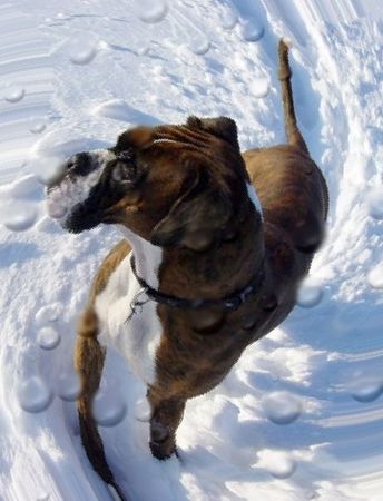 Boxer Hunde Foto 35750 in höherer Auflösung ansehen Boxer Uih