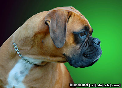 Boxer Hunde Foto 24566 in höherer Auflösung ansehen Boxer Boxerwelpe