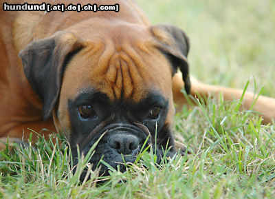Boxer Hunde Foto 24567 in höherer Auflösung ansehen Boxer Boxerwelpe