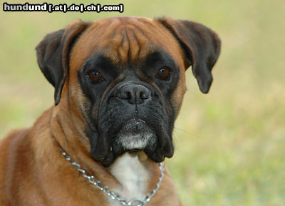 Boxer Hunde Foto 24568 in höherer Auflösung ansehen Boxer Boxerwelpe