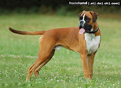 Boxer Hunde Foto 24569 in höherer Auflösung ansehen Boxer Boxerwelpe