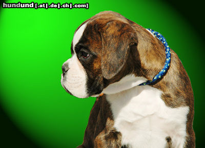 Boxer Hunde Foto 24570 in höherer Auflösung ansehen Boxer Boxerwelpe