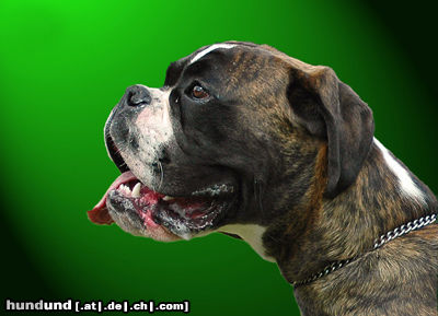 Boxer Hunde Foto 24571 in höherer Auflösung ansehen Boxer Boxerwelpe