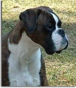 Boxer Hunde Foto 36207 in höherer Auflösung ansehen Boxer Irina vom Eulenhorst