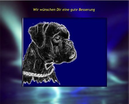 Boxer Hunde Foto 31683 in höherer Auflösung ansehen Boxer Boxergruß