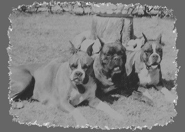 Boxer Hunde Foto 36591 in höherer Auflösung ansehen Boxer Boxerfamilie