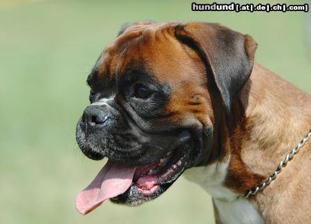 Boxer Boxerhündin auf einer Ausstellung