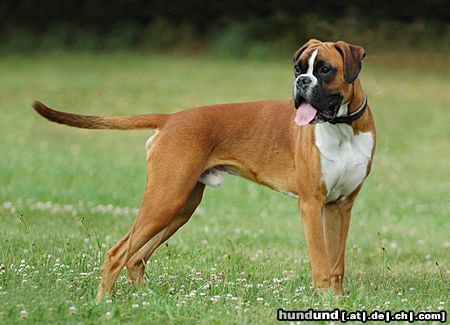 Boxer Boxerrüde auf einer Ausstellung