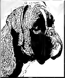 Boxer Hunde Foto 43262 Boxer Kopfzeichnung