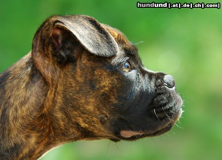 Boxer Boxerwelpe auf einer Ausstellung