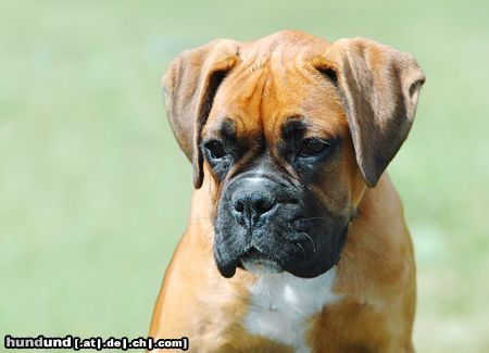 Boxer Hunde Foto 23617 in höherer Auflösung ansehen Boxer Ich bin klein, mein Herz ist rein ;-)