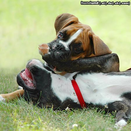 Boxer Hunde Foto 23618 in höherer Auflösung ansehen Boxer Auaaaaaaaaaah!