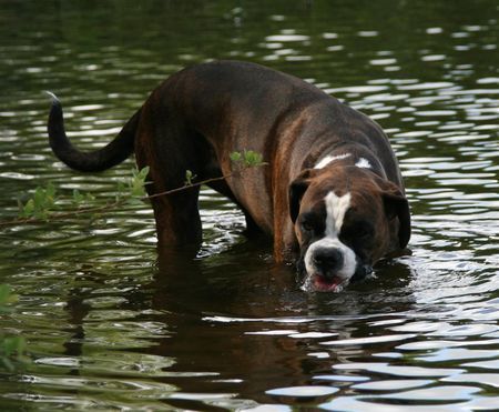 Boxer Hunde Foto 42852 Boxer