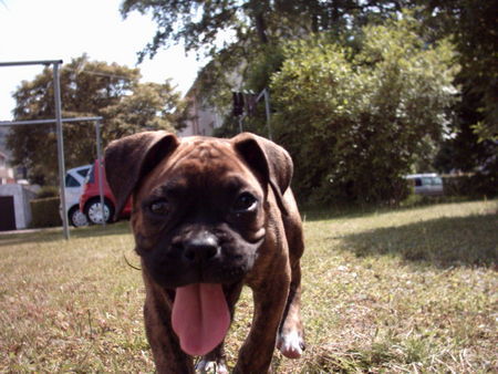 Boxer Hunde Foto 32240 Boxer 8 Wochen alt