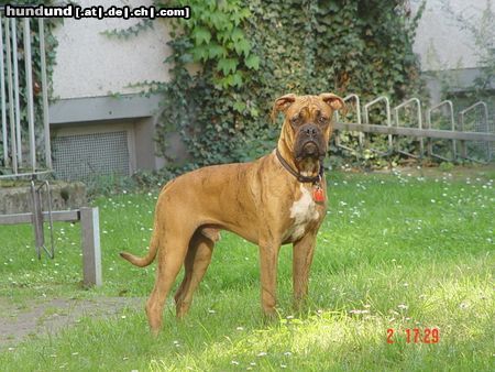Boxer Hunde Foto 16611 Boxer Bubba und Gina