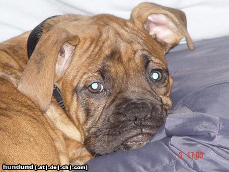 Boxer Bubba 8 Wochen alt